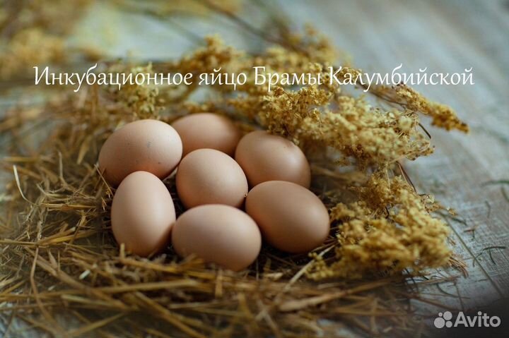 Инкубационное яйцо брама,фавероль, маран, ухейилюй