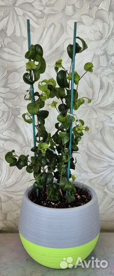 Фикус Барок