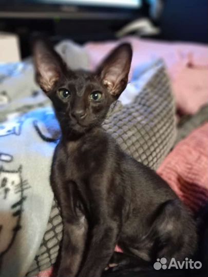 Ориентальная