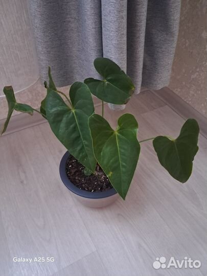 Антуриум старая dakota