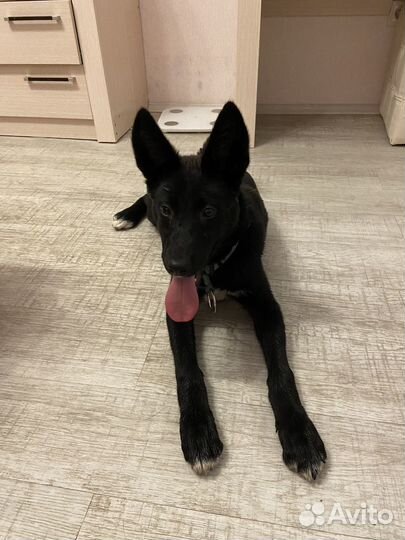 Собака в добрые руки