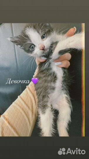 Котята в добрые руки бесплатно