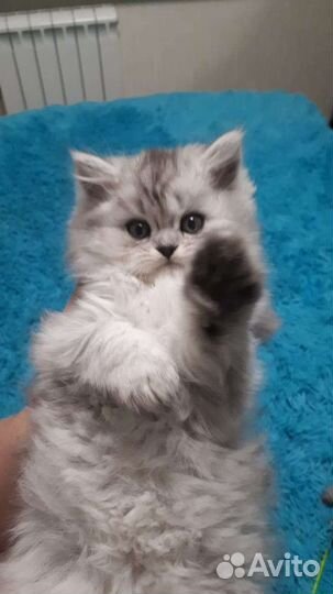Котята персидская шиншилла