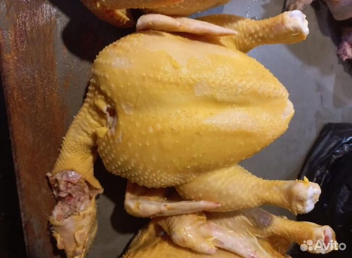 Куры домашние