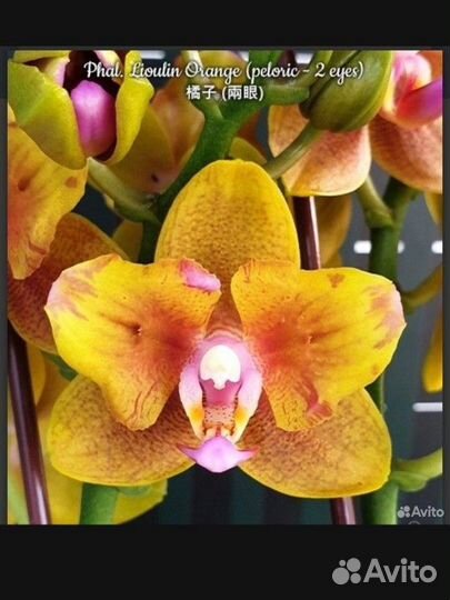 Орхидея Lioulin orange