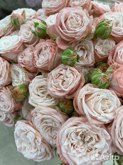 Розы пионовидные