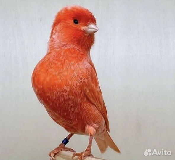 Кенара и канарейки