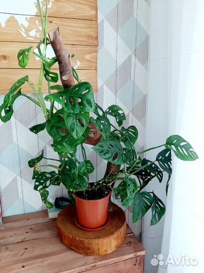 Подставка для вьющихся растений