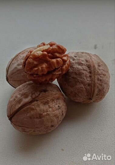 Орех грецкий