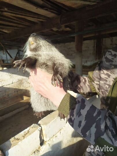 Молодые самцы