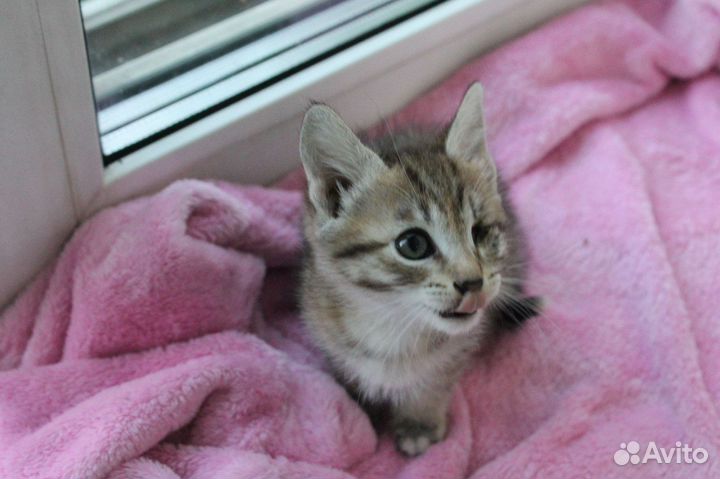 Отдам котят в добрые руки