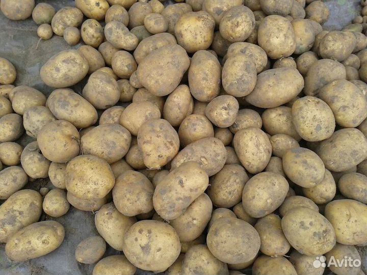 Картофель домашний