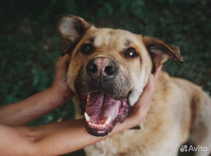 Серьёзный большой друг ищет лучший дом