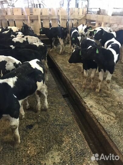 Телки, бычки