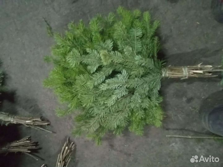 Пихтовое масло