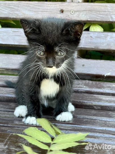 Котенок мальчик 1,5 мес