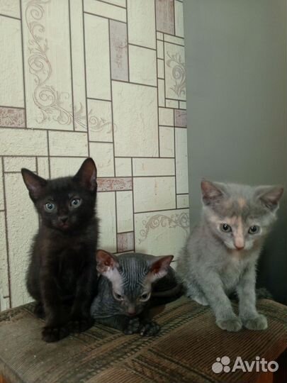 Канадский сфинкс котенок