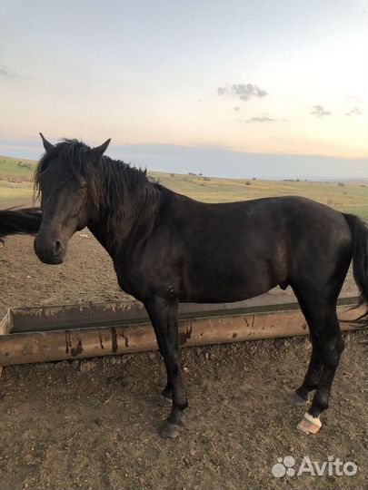 Чистокровный жеребец