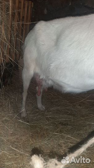 Коза дойная