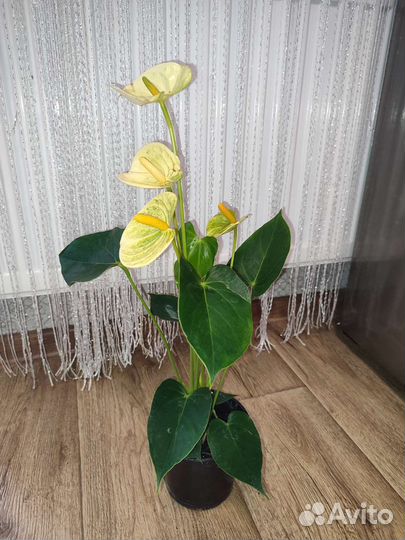 Антуриум Ванилла