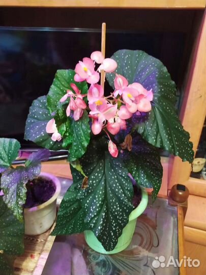 Бегония Коралловая (Крылья Ангела)