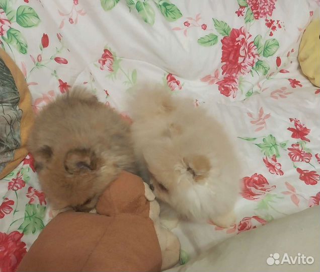 Породные Мишутки -Топтышки-Помпышки