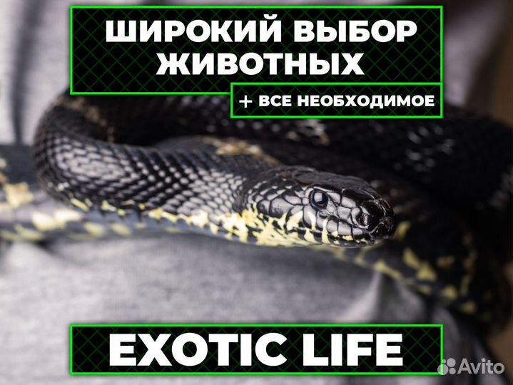 Амурский Полоз