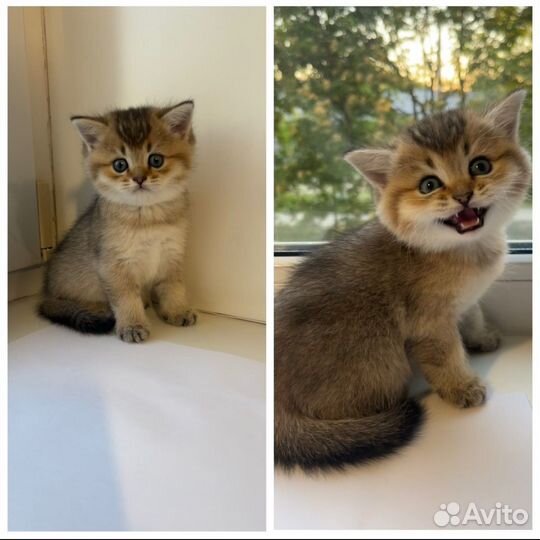 Шотландские котята