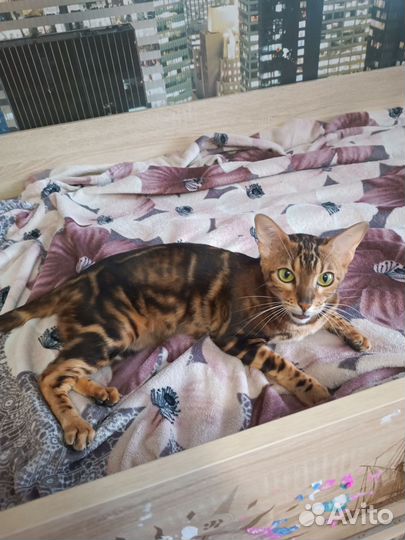 Бенгальская кошка в добрые руки