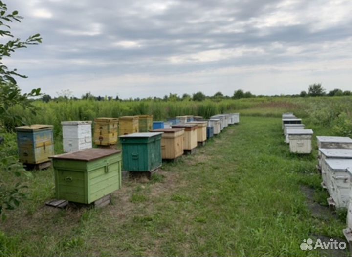 Пчелы и улья