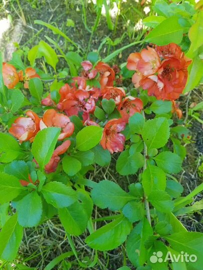 Айва Японская (хеномелес)