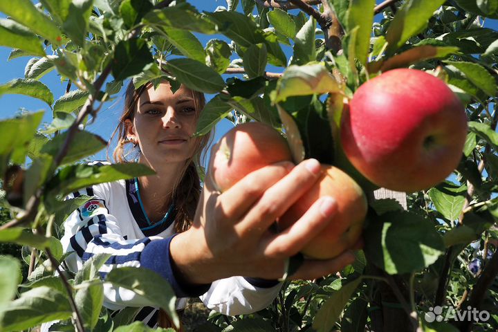 Сборщик яблок Вахта