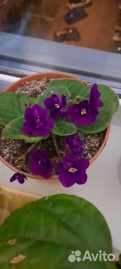 Сортовые фиалки,в горшках