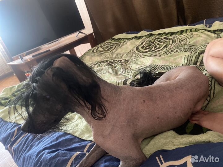 Вязка китайская хохлатая