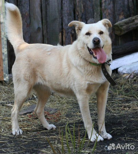 В добрые руки