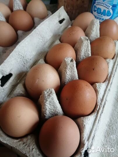 Куры молодки несушки