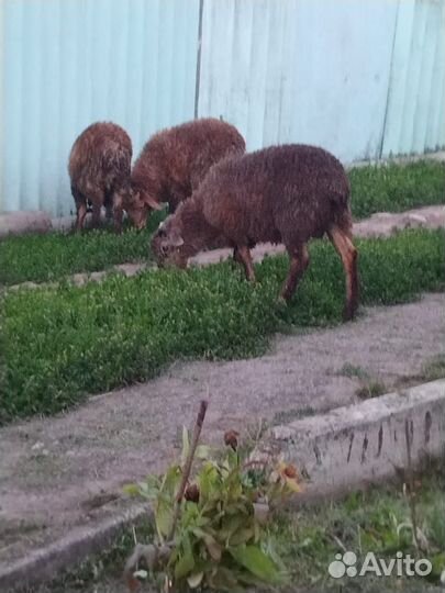 Сельскохозяйственные животные