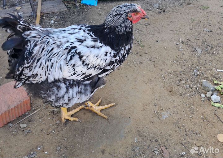 Молодые петухи