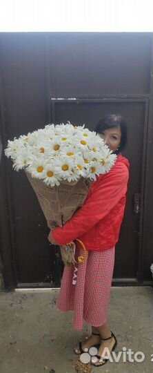 Ромашка рассада