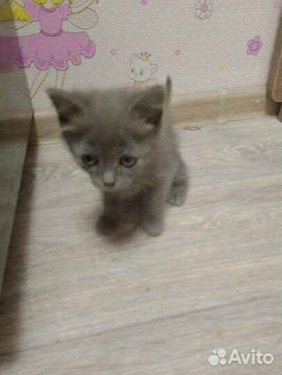 Кошка в дар