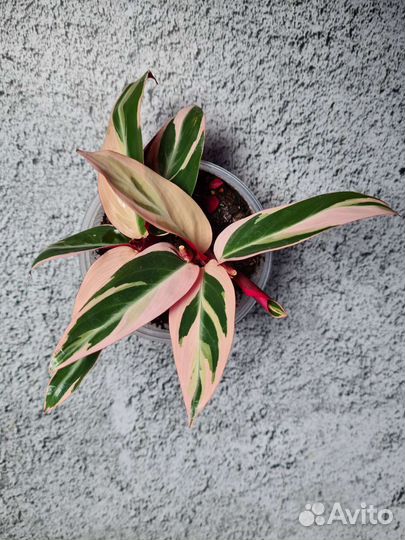 Строманта триколор