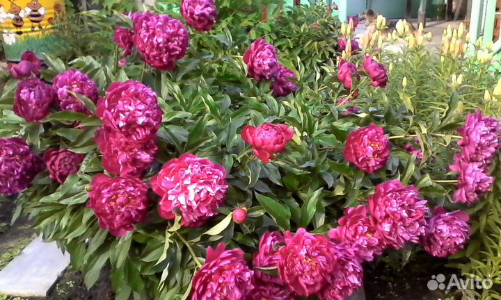 Луковицы тюльпанов, клубни пионов, лилий