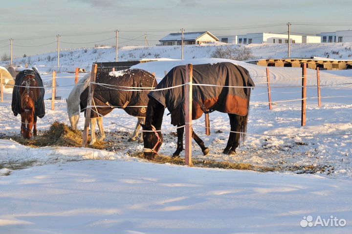 Постой для лошадей