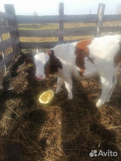 Бычки и телята