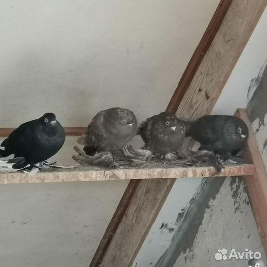 Голуби