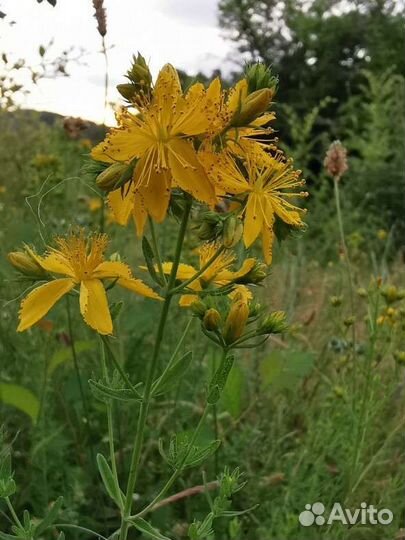 Травы для чая