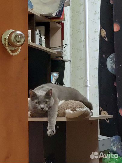 Передержка домашних животных