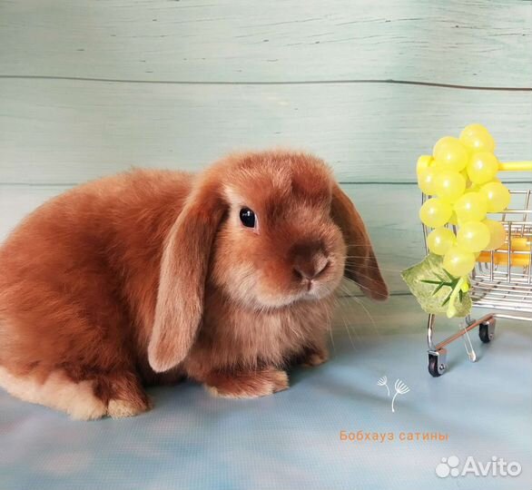 Крольчата Satin супер порода