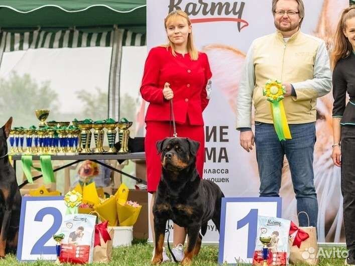 Услуги хендлера. Профессиональный хендлер
