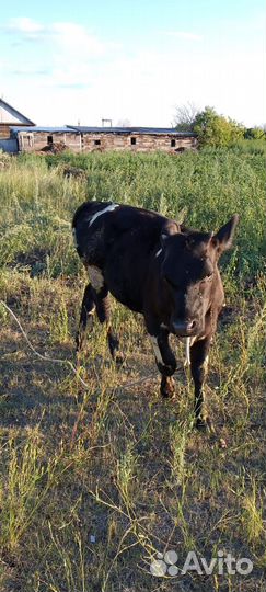 Продам телочек